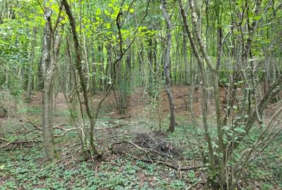 Teren cu AC pe Valea Capriorii Feleacu - 6