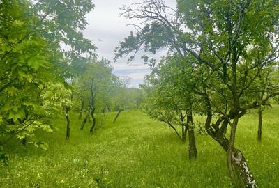 Teren Construcții intravilan de 6762 mp, în Șotrile - 2