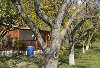 Casute Breaza, teren 1140 mp Casute Breaza, teren 1140 mp - 3