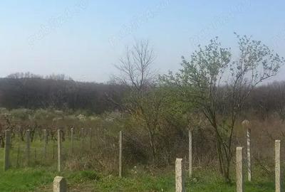Teren de 5500 mp, în Săldăbagiu de Munte