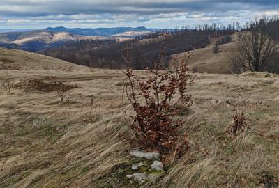 19,5 Ha  TEREN PEISAJ PANORAMIC SPECTACULOS zona turistica montana BULZ -  BIHOR - 35