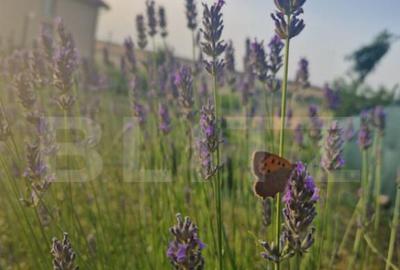 Teren intravilan de vanzare, 951 mp, Bucovat, sat Sarbatoare - 12