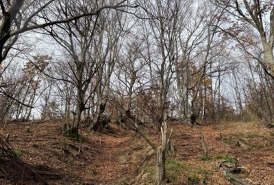 Teren de 8271 mp, în Cerbăl - 9