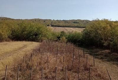 Casă cu 6 camere în Vlăngărești - 10