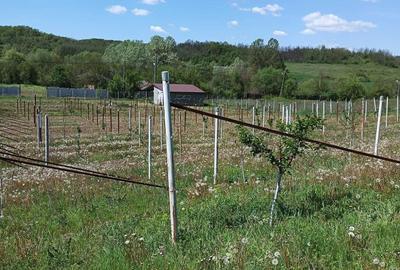 Spațiu comercial, în Scăești - 2