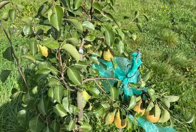 Casa de Vanzare GORNESTI- Renovata 2025 semifinisata. - 4