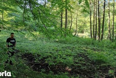 Teren de 440 mp, în Dumbrăvița - 6