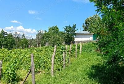 Teren de 2500 mp, în Dealu Cucului - 8