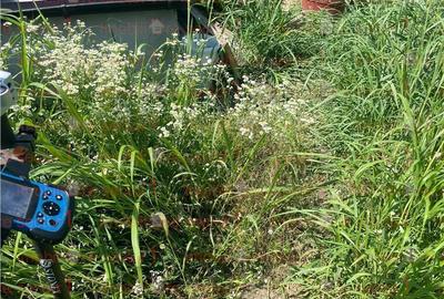 Vanzare teren localitatea Magurele Vanzare teren localitatea Magurele - 6