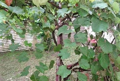 Casă cu 4 camere cu Teren 198 Mp în Aurel Vlaicu - 3