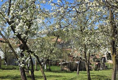 Casă cu 4 camere în Central - 4
