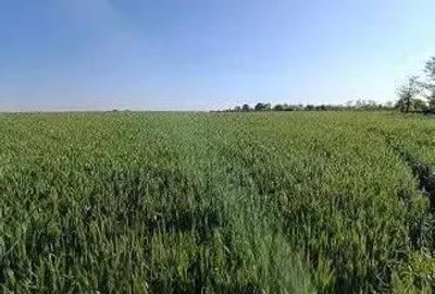 Teren Extravilan Albesti Paleologu, ID: R2586757 - 2