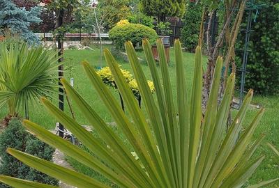 Apartament cu 2 camere decomandat în Oarja - 1