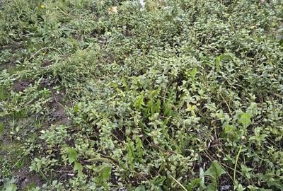 UNIVERSITATE CASA DE CARAMIDA CU 2 CAMERE 176 MP PRET 235000 EURO - 11