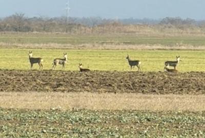 Casă cu 5 camere cu Teren 380 Mp în Central - 5