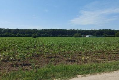 Snagov-Ghermanesti, teren intravilan, 8500mp, la padure - 3