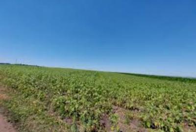 Teren extravilan de 62000 mp, în Pleșoi - 1