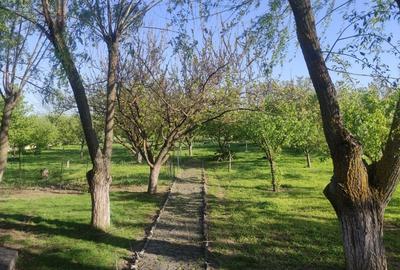 Casă individuală cu 5 camere cu Teren 3330 Mp în Central - 5