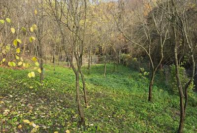 Casa de vacanta zona de padure, Trestioara Prahova - 9