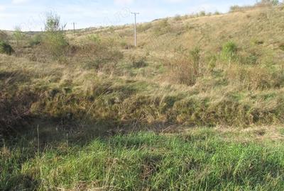 Teren de 15400 mp, în Zăvoi - 6