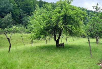 Teren de 5890 mp, în Uric
