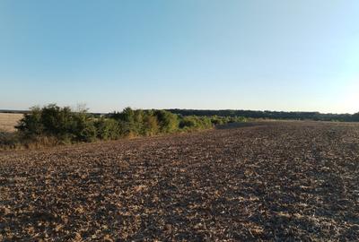 Ciolpani, spre Izvorani - COR, vanzare teren 5000mp. - 17