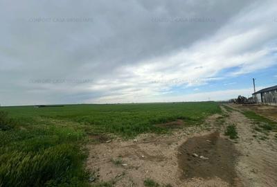 Balaceanca- teren  intravilan, toate utilitatile, 9740 mp, - 7