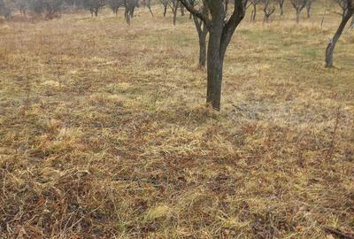 Casă în Dumitrești - 4