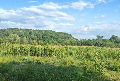 Casa Renovata Bunesti Valcea - 6