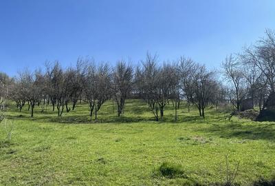 Teren de 2250 mp, în Aluniș - 8