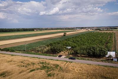 Livadă de nuci altoită și ecologică 2.5ha - 2