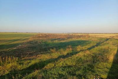 Teren de 5300 mp, în Gruiu