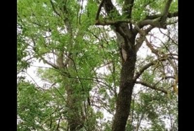 Poeni, Teleorman proprietar vând teren si casa renovabila - 6