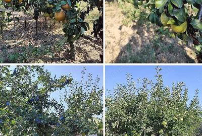 Casă cu 3 camere cu Teren 2826 Mp în Saca - 4