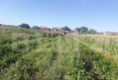 Oportunitate! Casa individuala in Comlosu Mare. - 3