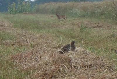 Teren de 735 mp, în Periș - 3