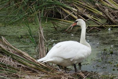 Teren în Periș - 8