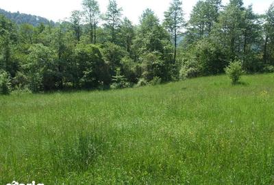 Teren de 1632 mp, în Oituz - 1