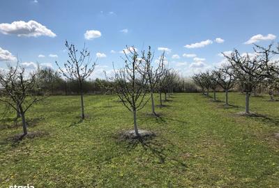 Teren de 3000 mp, în Central - 4