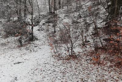 Teren de 4220 mp, în Bușteni - 1