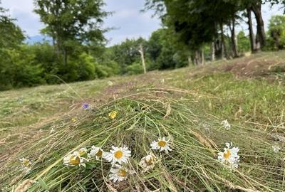 Teren  Bran/Predelut - 7