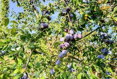 FILM!Casa cu 3.500mp teren,vedere pitoreasca,Sancraiu:aria Brasov.-.Sf. Gheorghe FILM!Casa cu 3.500mp teren,vedere pitoreasca,Sancraiu:aria Brasov.-.Sf. Gheorghe - 22