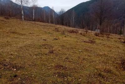 Teren de 10000 mp, în Lepșa - 2