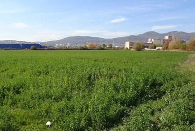 Vand teren intravilan in Deva suprafata totala 43 000 mp, zona Auchan - 8
