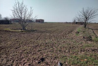 Teren de 5000 mp, în Frumușani - 5