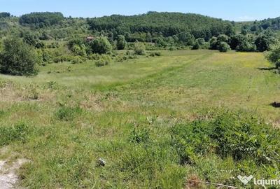 Teren de 7000 mp, în Bulzești - 5
