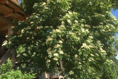 Casă cu 3 camere în Brodina - 3