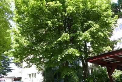 Apartament cu 3 camere semidecomandat în Budai - 2