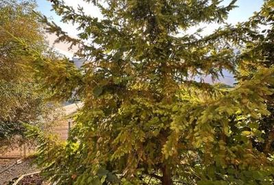 Casă cu 5 camere cu Teren 750 Mp în Central
