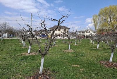 Teren de 2000 mp, în Răucești - 3
